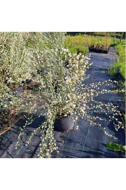 Рокитник Альбус прикрасить ваш сад яскравими фарбами.